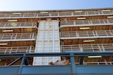 A Brahman poking its head up out of a truck in front of a live export ship