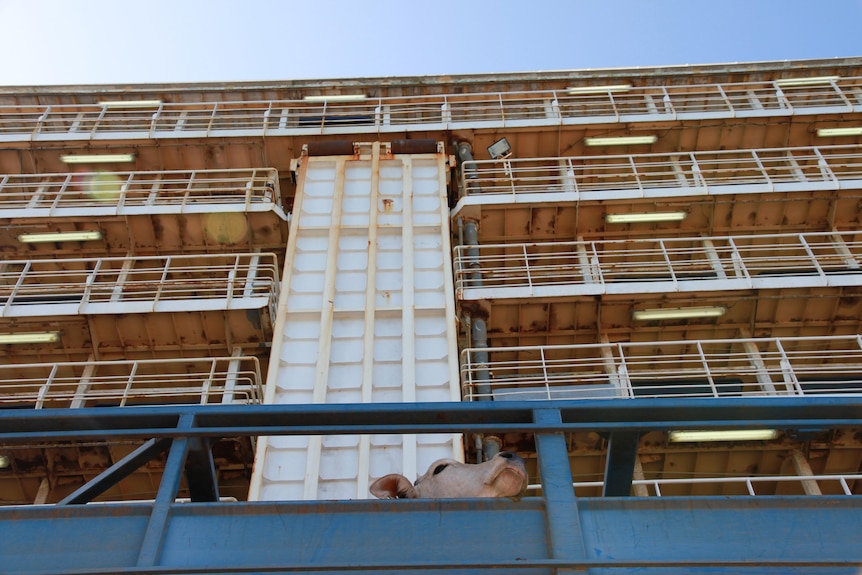 A Brahman poking its head up out of a truck in front of a live export ship