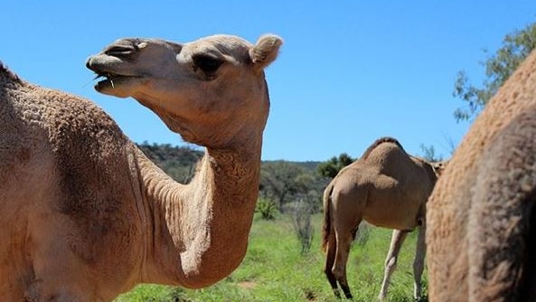 Feral camels near Alice Springs.
