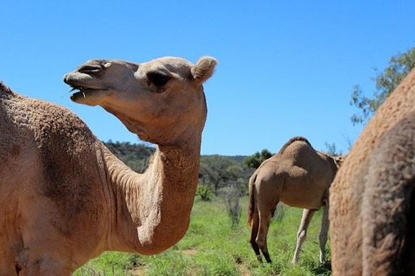 Feral camels near Alice Springs.