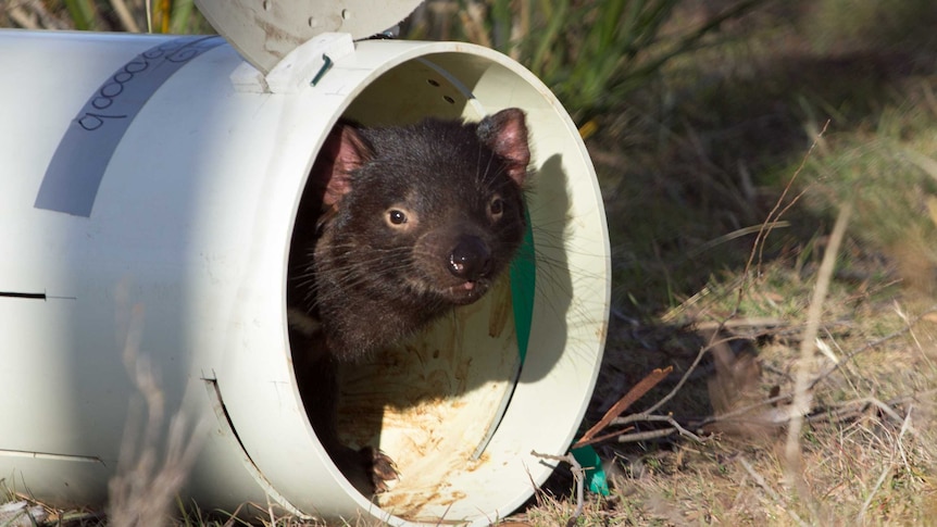 A captive-bred Tasmanian Devil is released