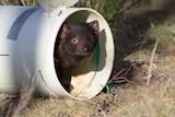A captive-bred Tasmanian Devil is released