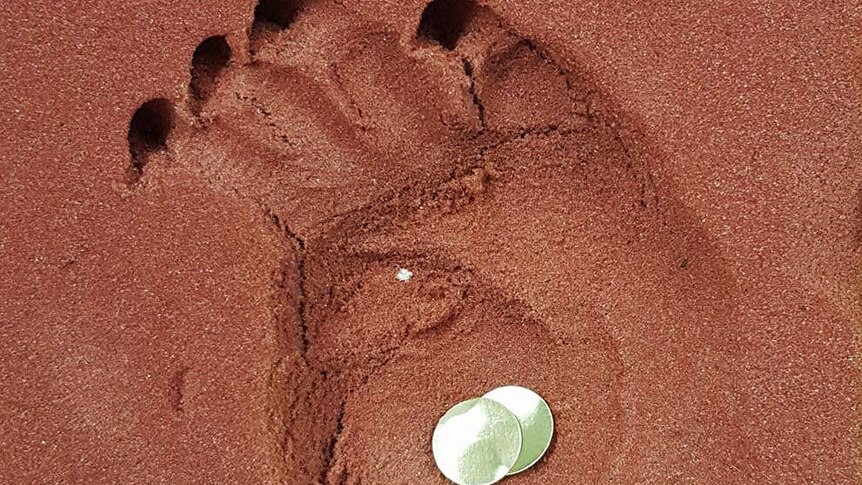 A piece of rust coloured foam with a wombat paw print embedded in it, and two gold coins for size comparison.
