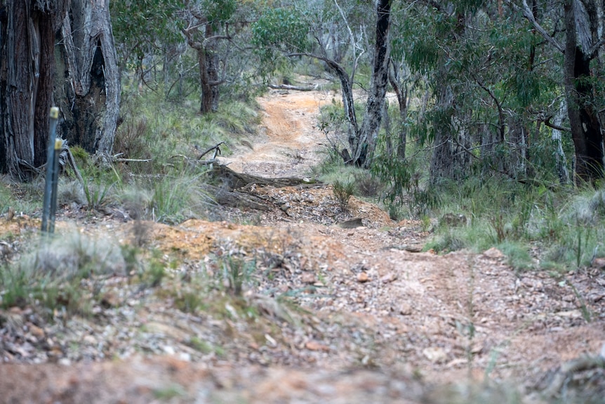 A dirt path in the bush.