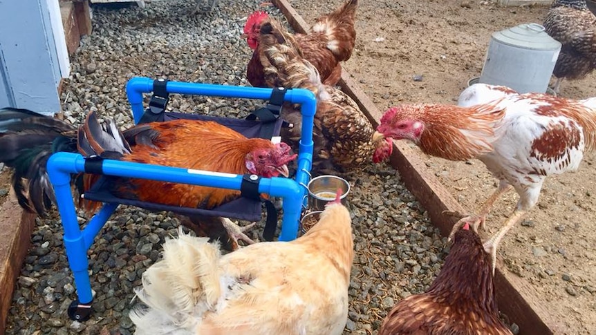 Rooster roo sitting in a blue chicken therapy chair, surrounded by other chickens.