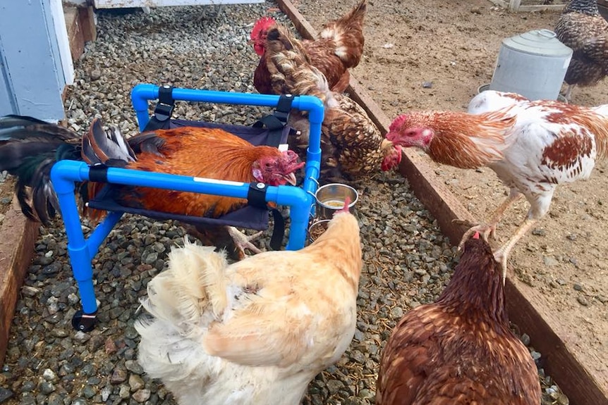 Rooster roo sitting in a blue chicken therapy chair, surrounded by other chickens.