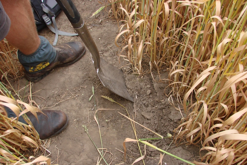 Inspecting soil and root growth in mature wheat crop