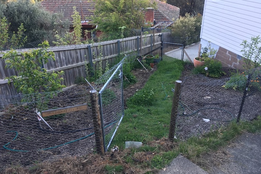 A mini orchard planted on the lawn of a south Hobart home which has clay soil.