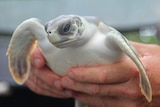 A close-up of a turtle being held.
