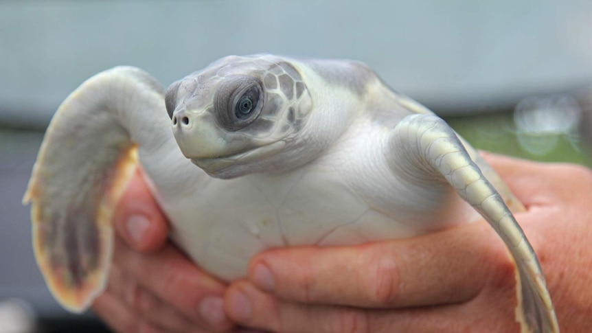 A close-up of a turtle being held.