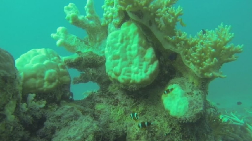 Bleached and dying coral off Lizard Island