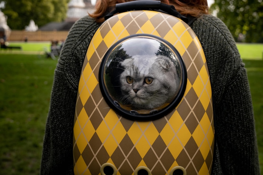 A gray cat in a yellow and black backpack with a window.