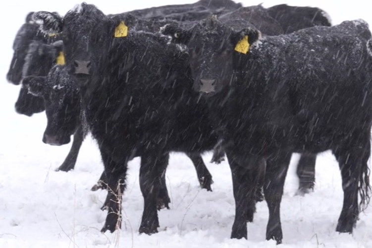 black cows in snow