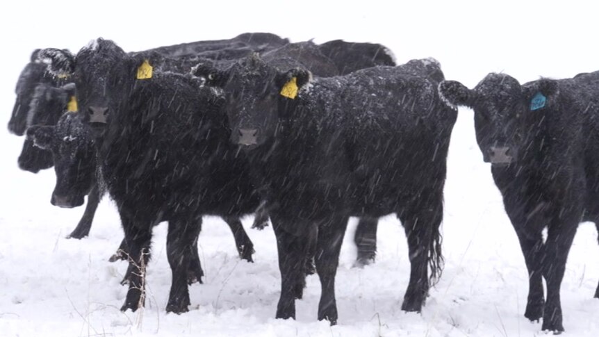 black cows in snow