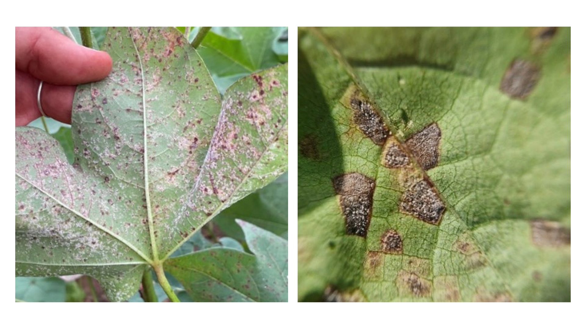 Cotton growers race to treat leaf disease after mysterious arrival