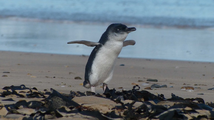A penguin flaps its wings on the sand at Gabo Island