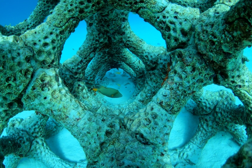 Underwater in cyan blue waters, you look through a coral-like cylindrical skeleton with fish swimming in it.