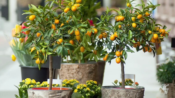 Small citrus trees growing in pots outdoors