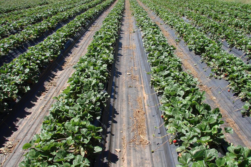 Strawberry plants growing in rows in an open space.