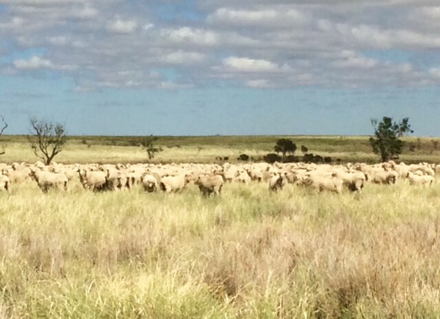 Western Queensland graziers reaping benefits of exclusion fences - ABC News