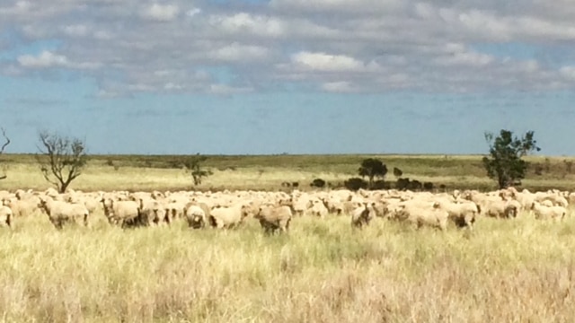 A flock of white sheep grazing green grass on vast and open downs country in western Queensland.