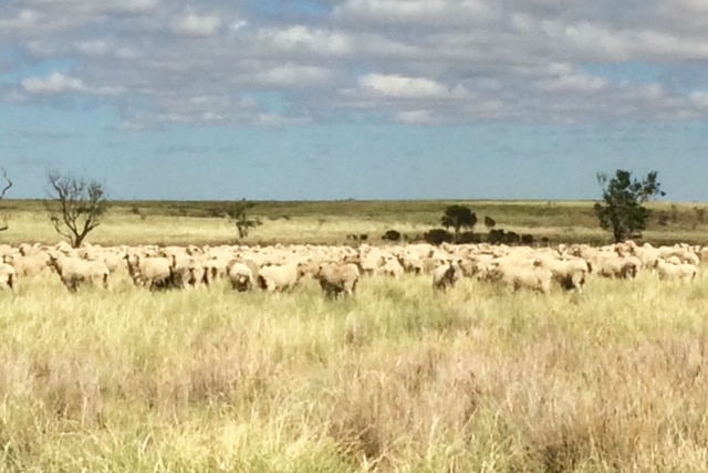 A flock of white sheep grazing green grass on vast and open downs country in western Queensland.