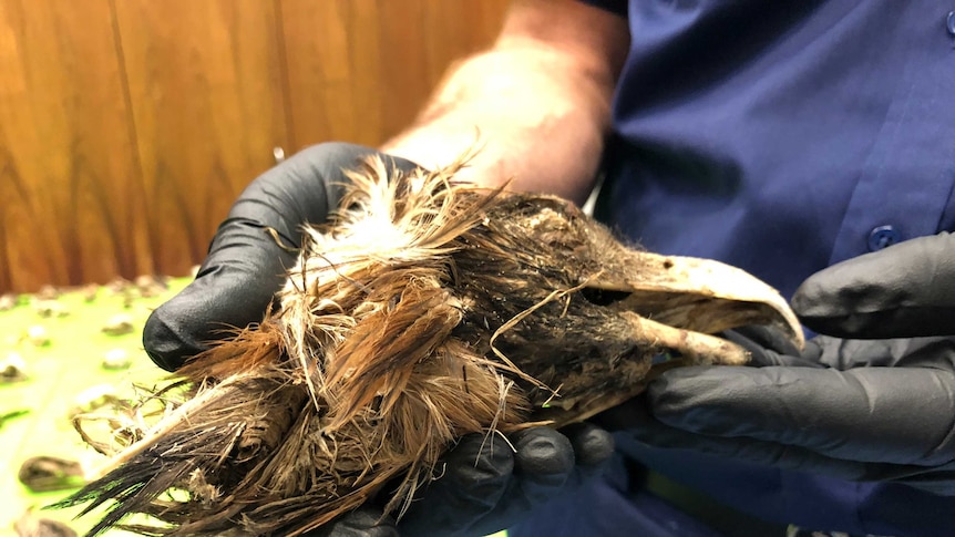 A wedge-tailed eagle head is held by a pair of gloved hands.