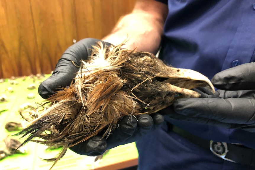 A wedge-tailed eagle head.