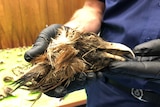 A wedge-tailed eagle head is held by a pair of gloved hands.