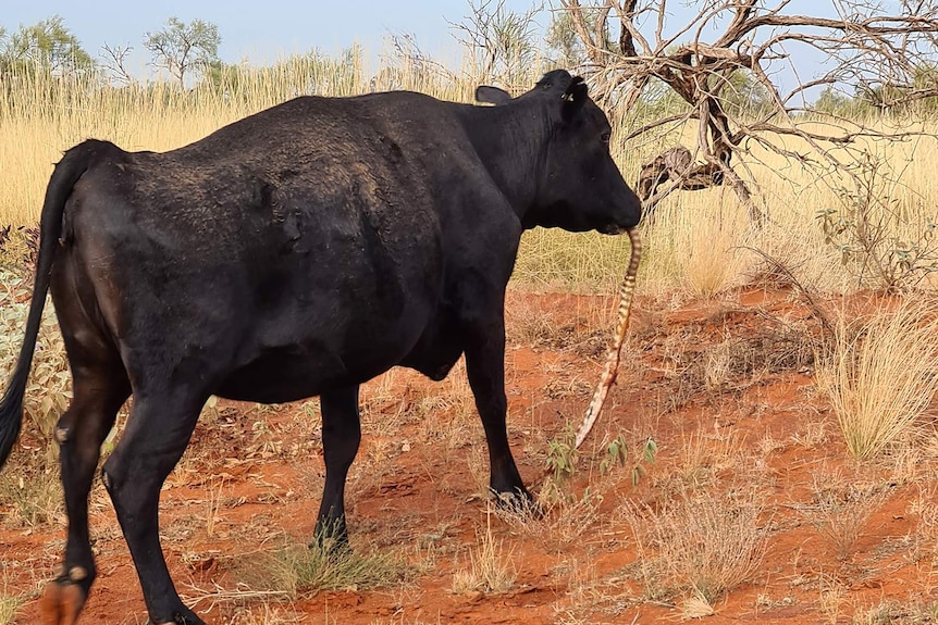 A cow eating a snake outside Lake Nash Station in the Northern Territory