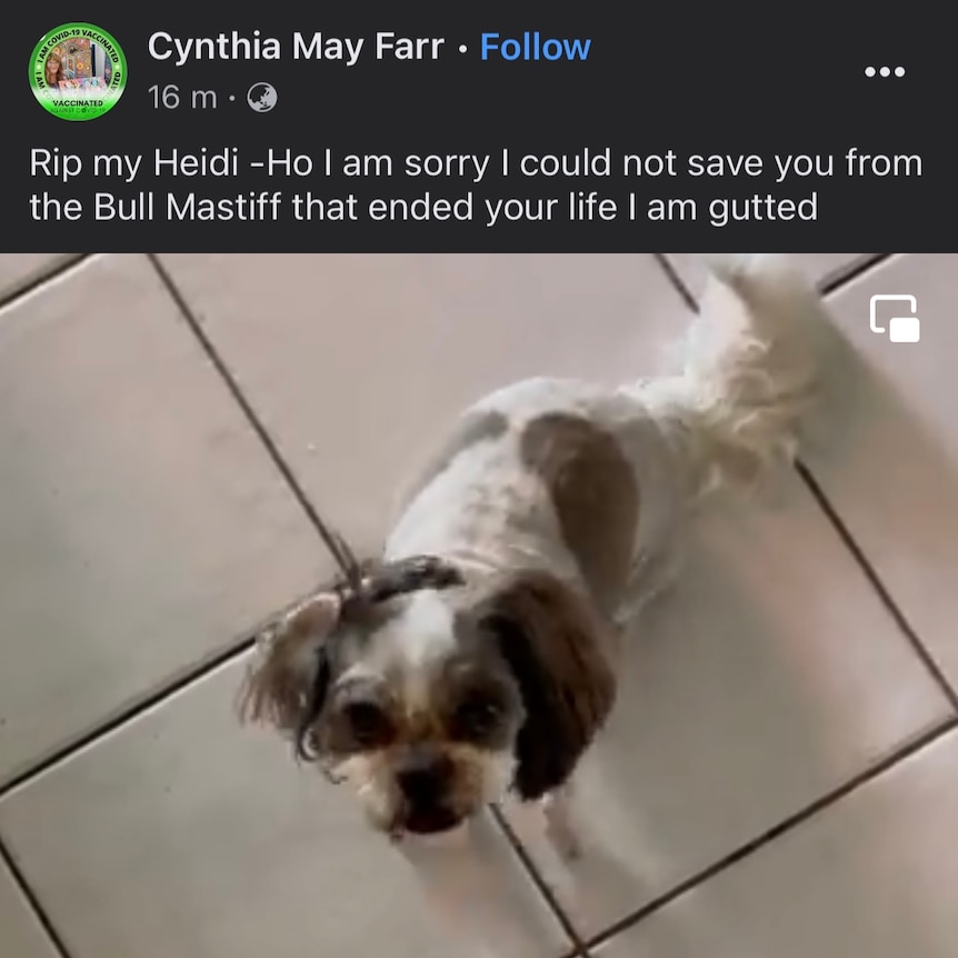 A social media post with a picture of a little white and brown dog. 