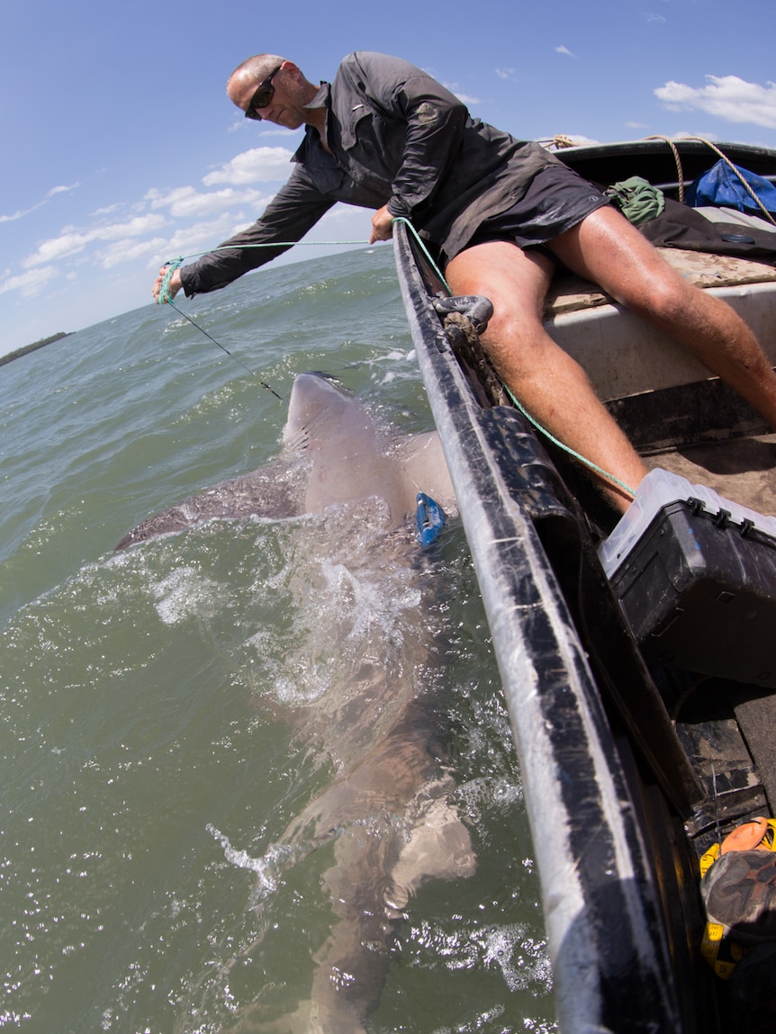 Speartooth adult sharks being captured