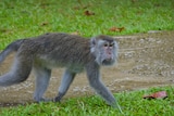 A monkey runs across grass