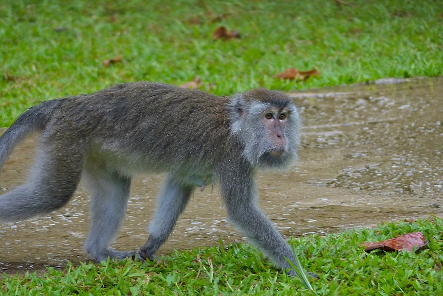 A monkey runs across grass