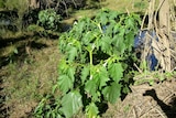 Noxious weed thornapple