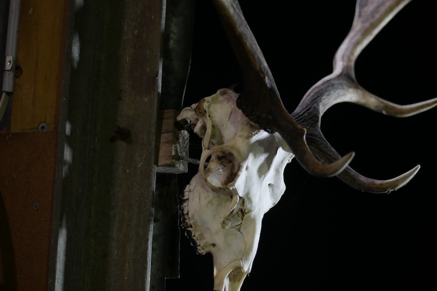 the skull of a deer with large antlers hangs on a shed wall