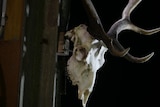 the skull of a deer with large antlers hangs on a shed wall