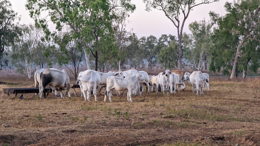 Brahman cattle standing at a feed trough at dusk, in front of trees.