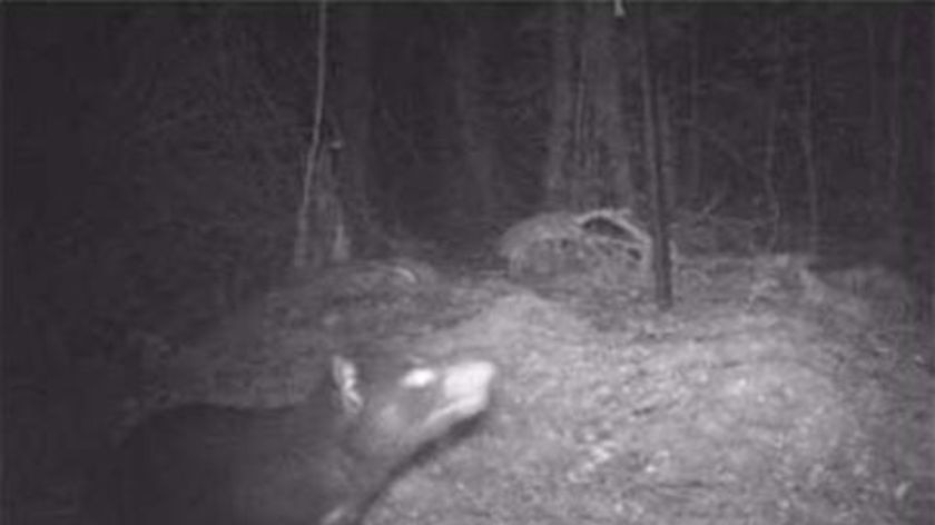Infra-red image of tasmanian devil reportedly taken in the Upper Florentine Valley