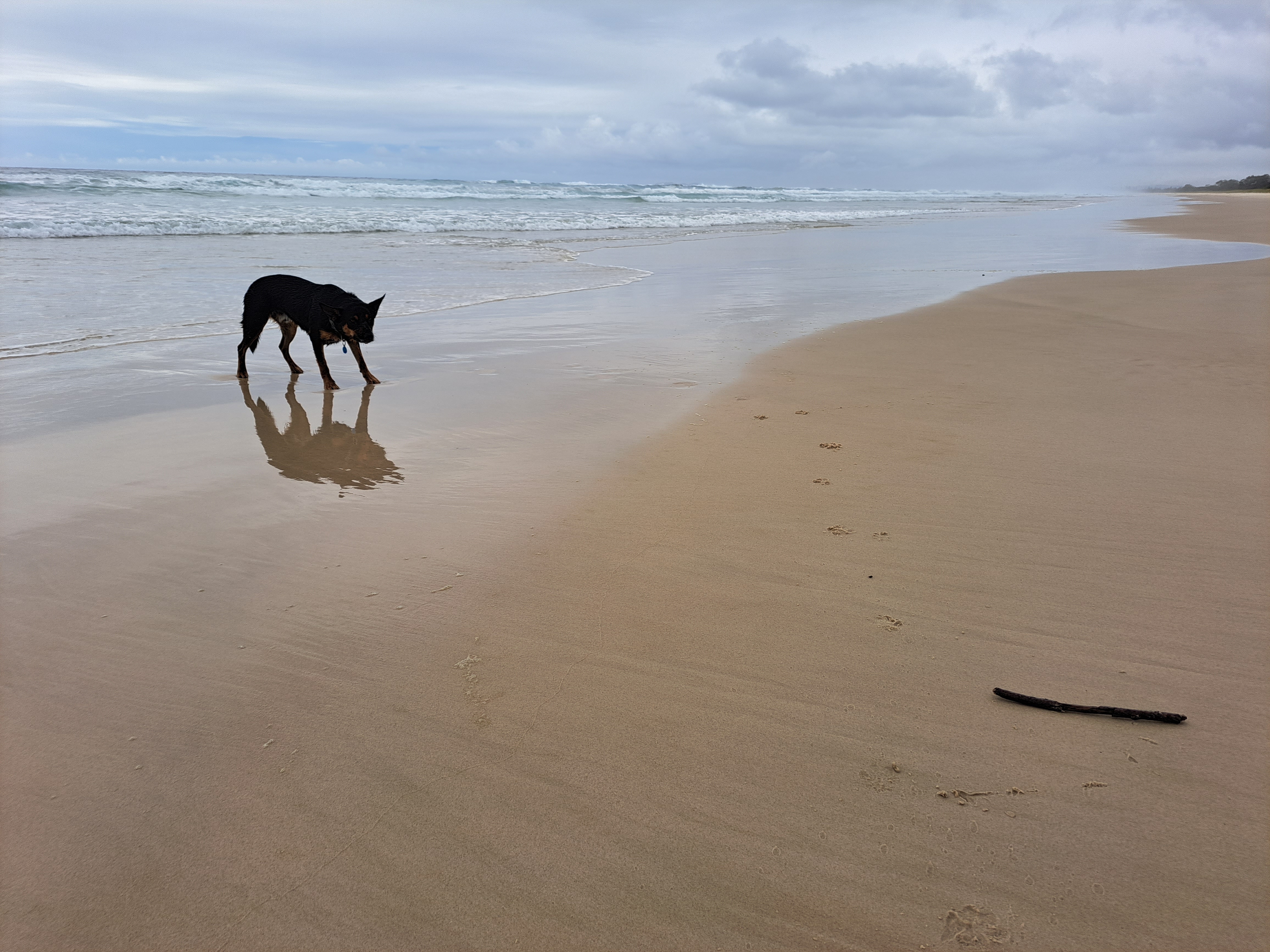 Steady the dog walks along a beach, with a big stick in the foreground.