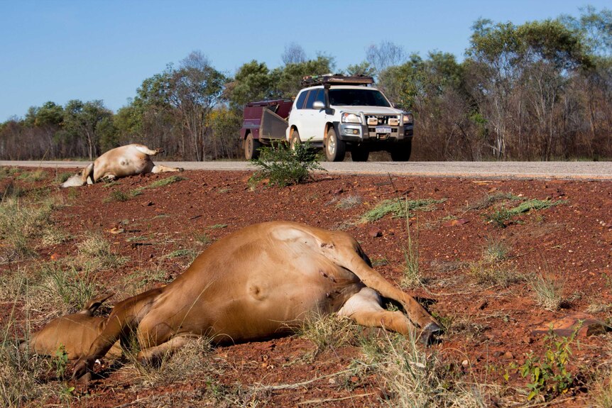 Two cattle corpses lie beside the Great Northern Highway in the Kimberley.