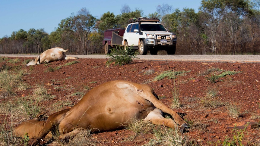 Two cattle corpses lie beside the Great Northern Highway in the Kimberley.