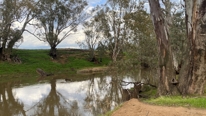 A brown river flows through a strand of gum trees, green grass is visible on the far bank. 