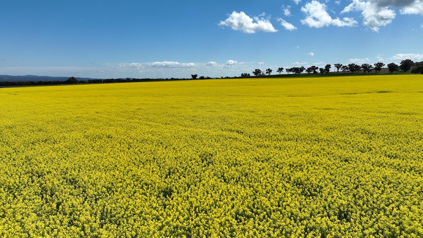 A wide drone shot of a yellow canola field.