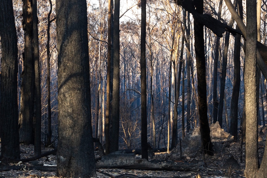 burnt trees and bush on the far south coast 