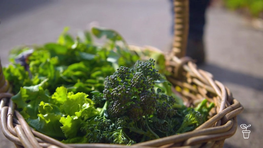 Basket full of freshly picked vegetables