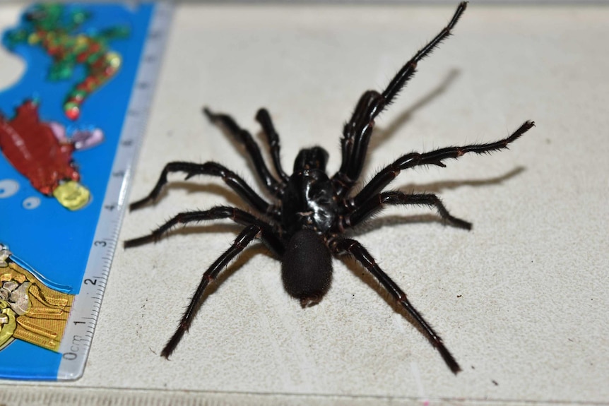 A male Sydney funnel-web spider caught in Newcastle