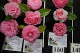 Pink and white camellias on a black table with winners' certificates displayed in front