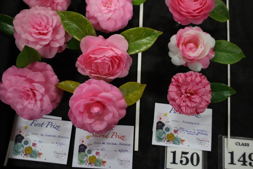 Pink and white camellias on a black table with winners' certificates displayed in front