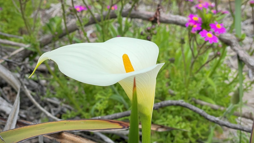 Close-up of a white lily flower
